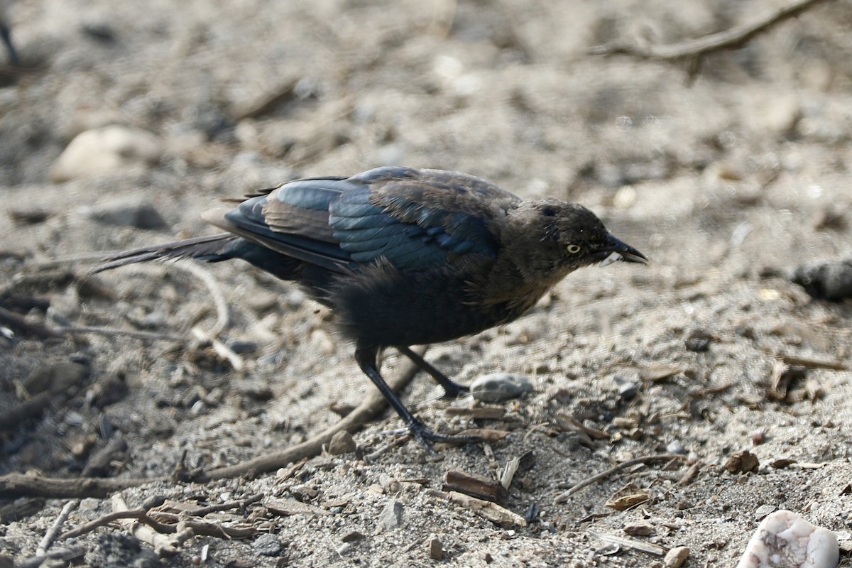 Brewer's Blackbird - Ann Stockert