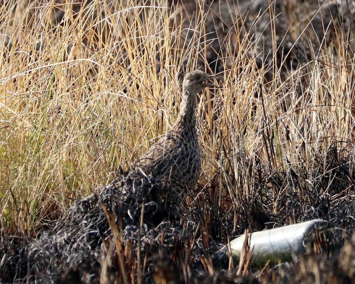 Spotted Nothura - ML360170301