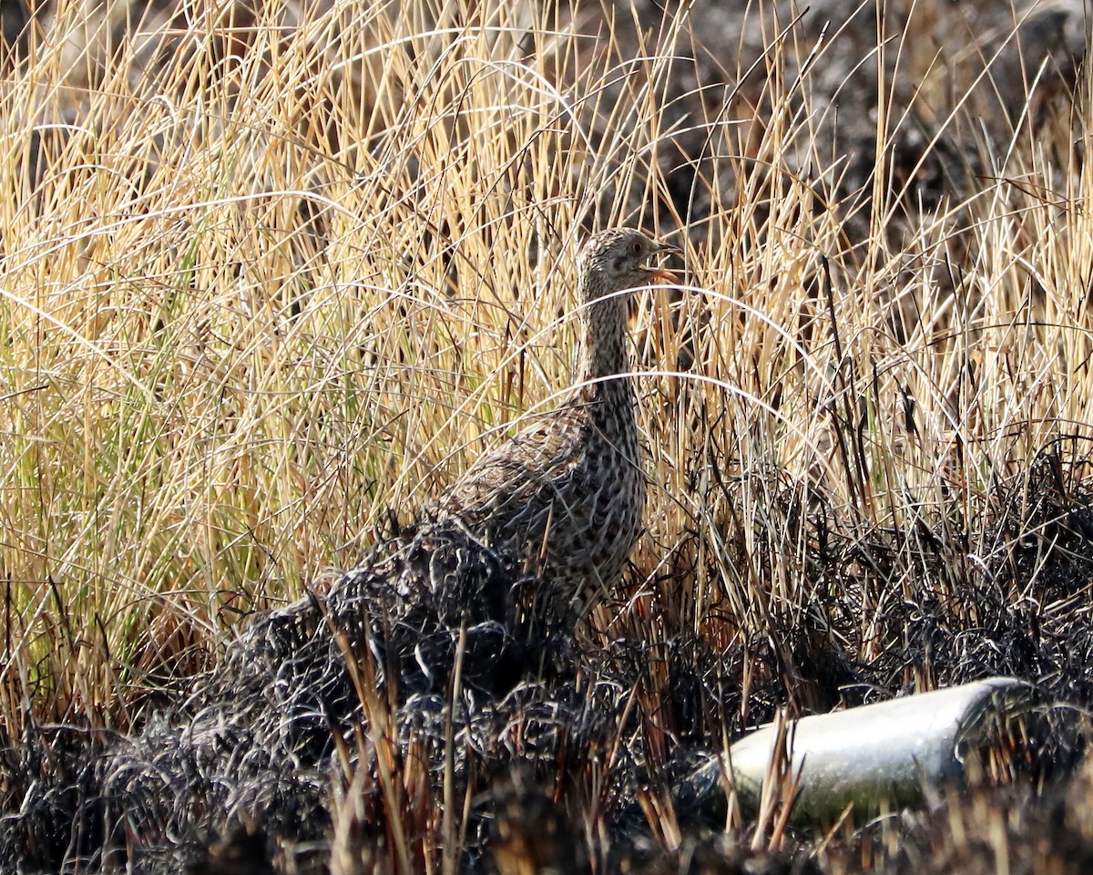 Spotted Nothura - ML360170321