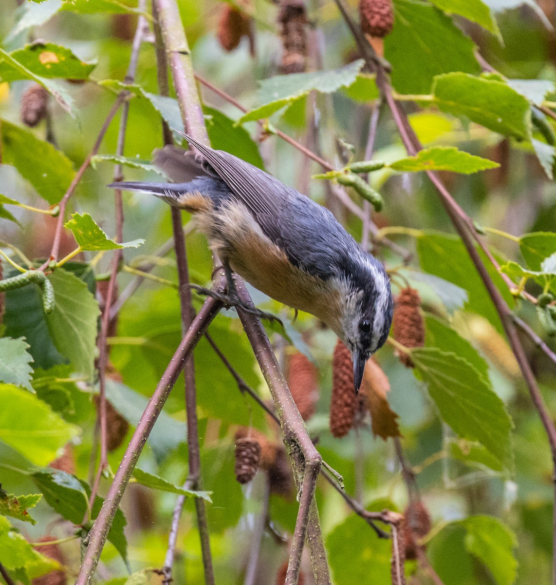 Red-breasted Nuthatch - ML360171291