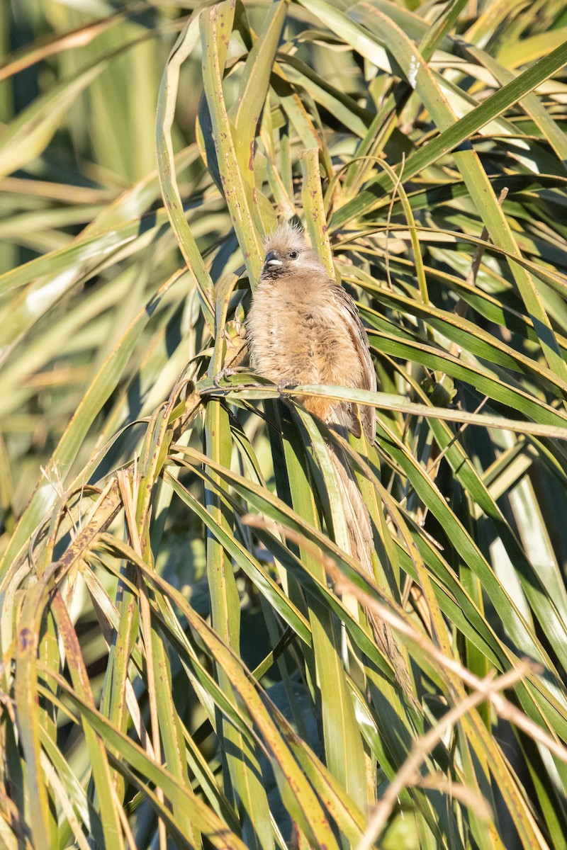 Speckled Mousebird - ML360172241