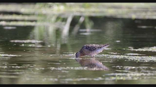 Short-billed Dowitcher (hendersoni) - ML360172561