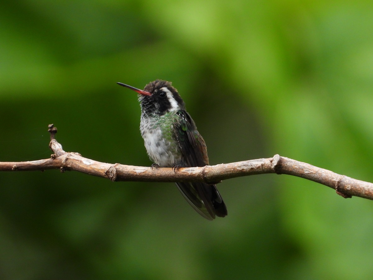 kolibřík bělouchý - ML360173021