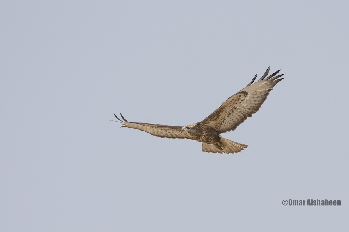 Common Buzzard (Steppe) - Omar alshaheen