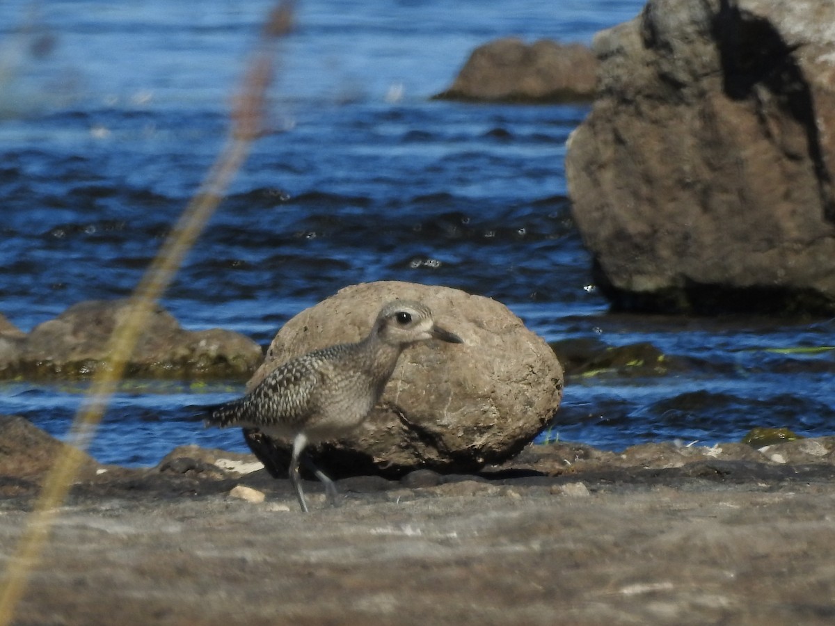 Black-bellied Plover - ML36017391