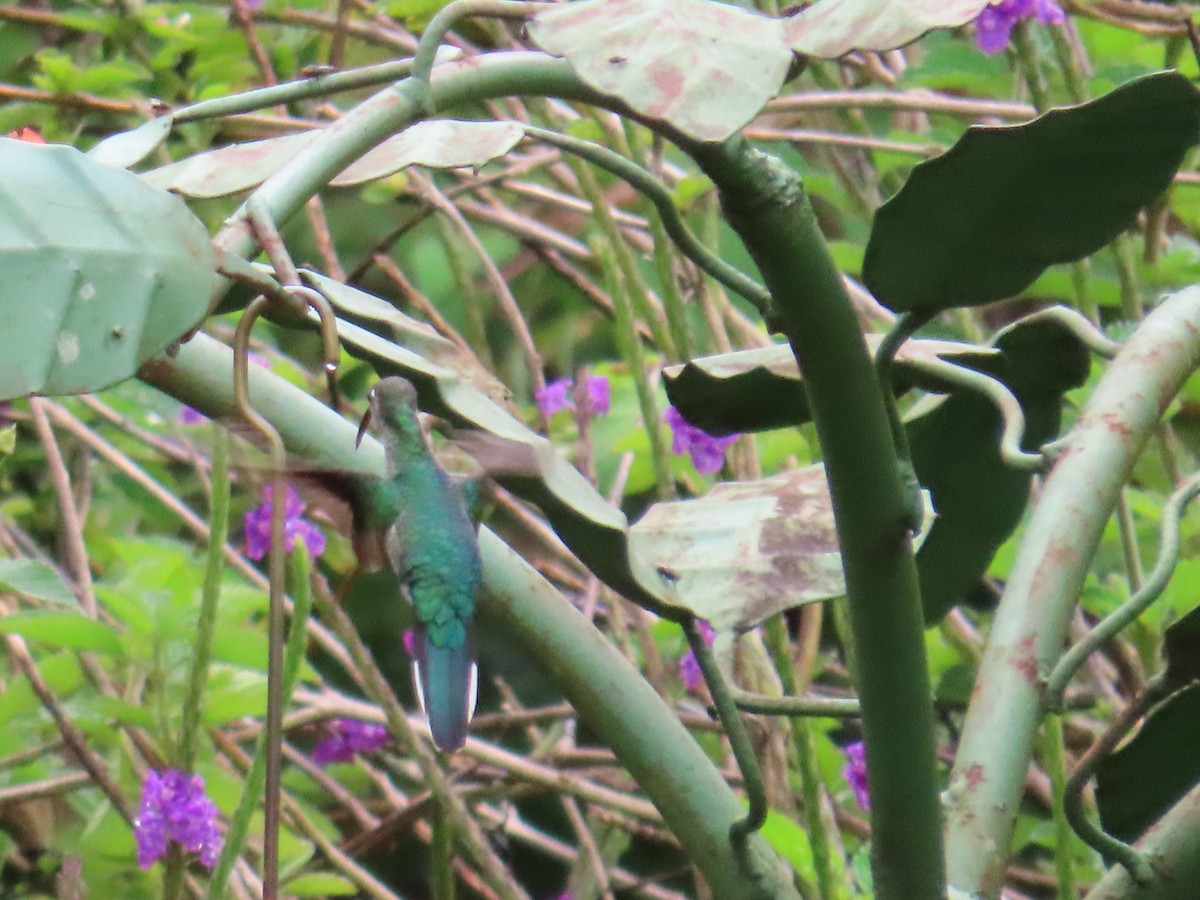 Зелёный колибри-отшельник - ML360173951
