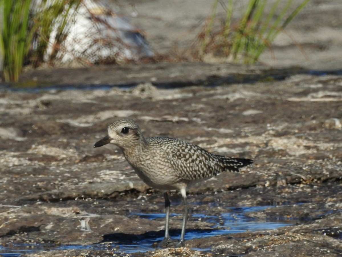 Black-bellied Plover - ML36017421