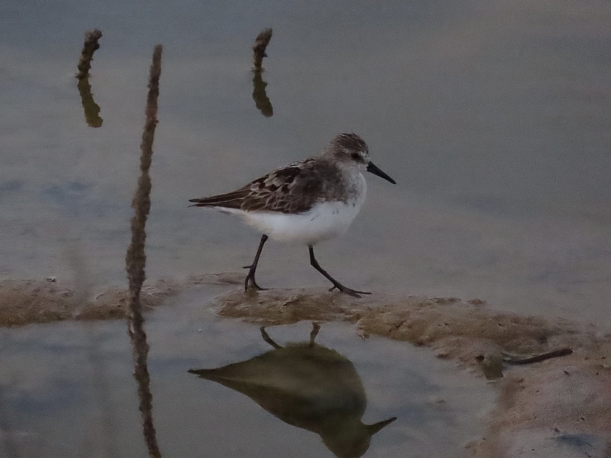 Semipalmated Sandpiper - ML360174261