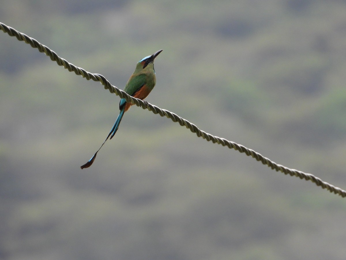 Turquoise-browed Motmot - ML360174481