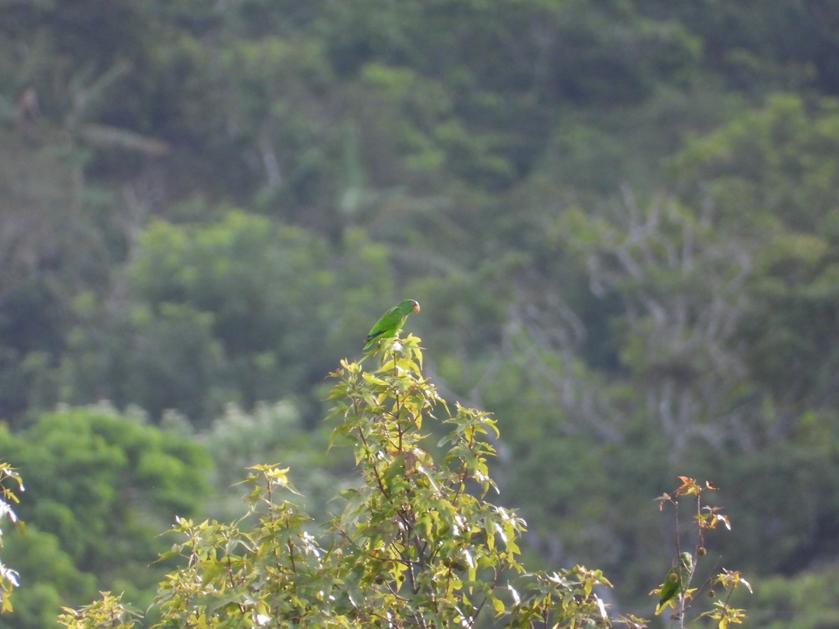 White-fronted Parrot - ML360174531