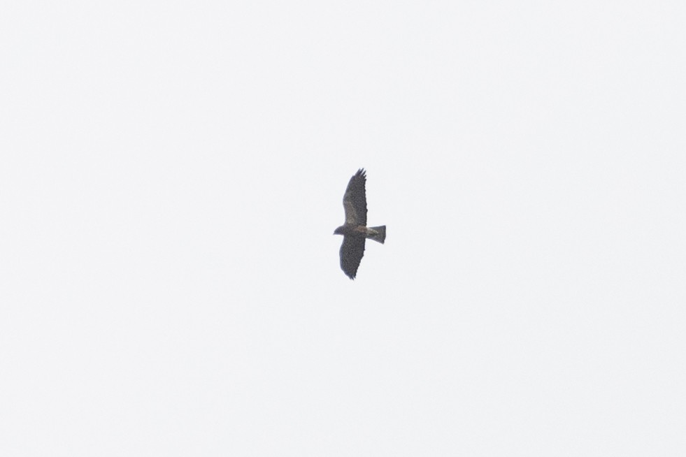 Swainson's Hawk - Liron Gertsman