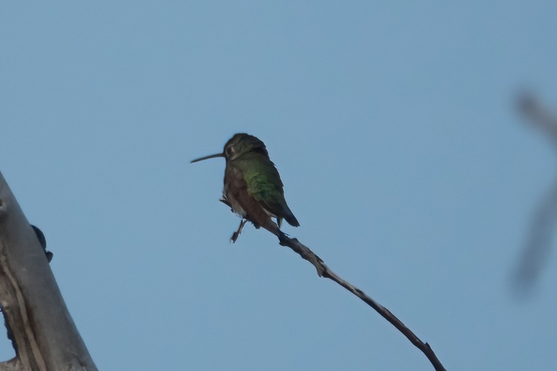 Broad-tailed Hummingbird - ML360177781
