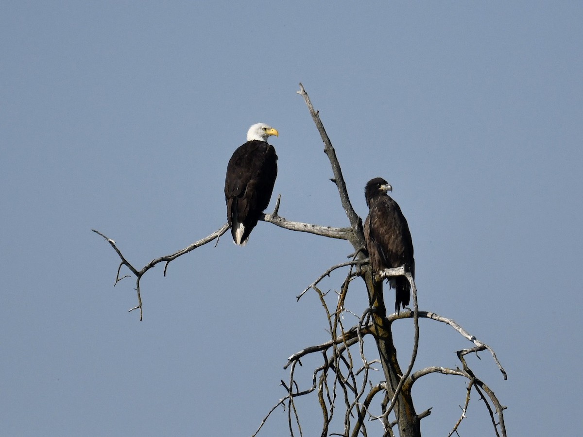 Weißkopf-Seeadler - ML360178271