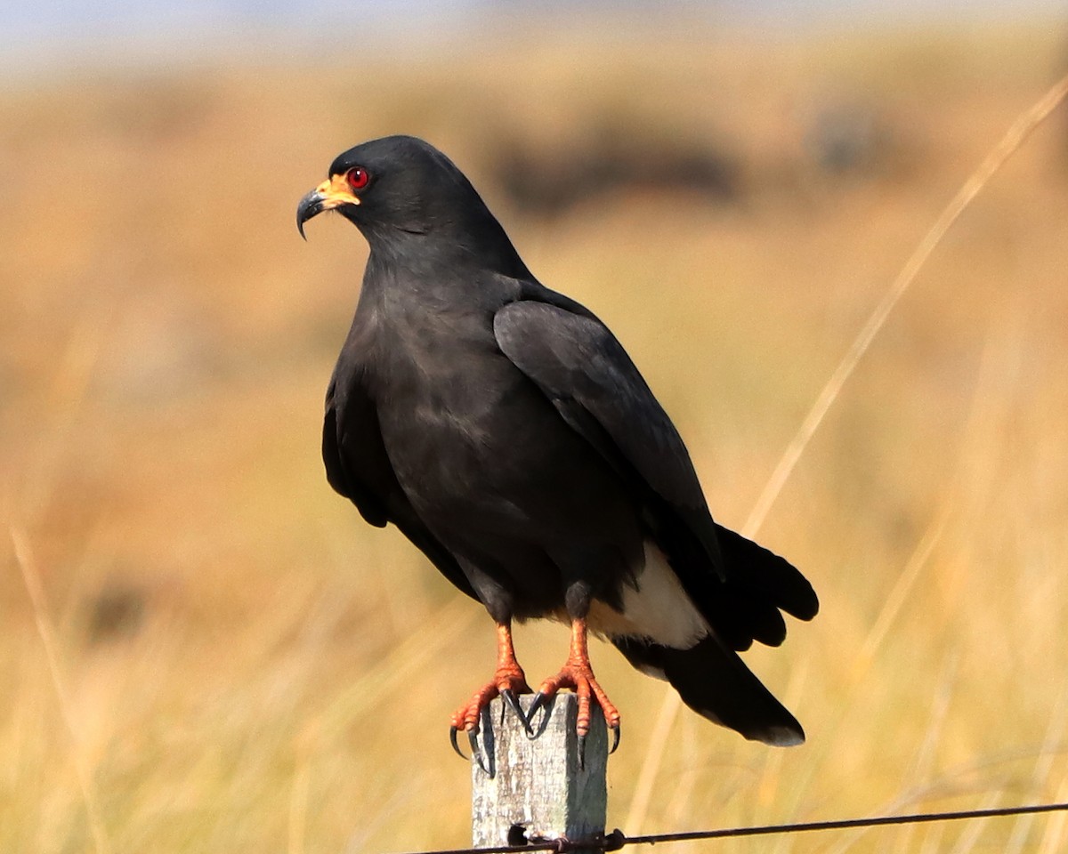 Snail Kite - ML360178501