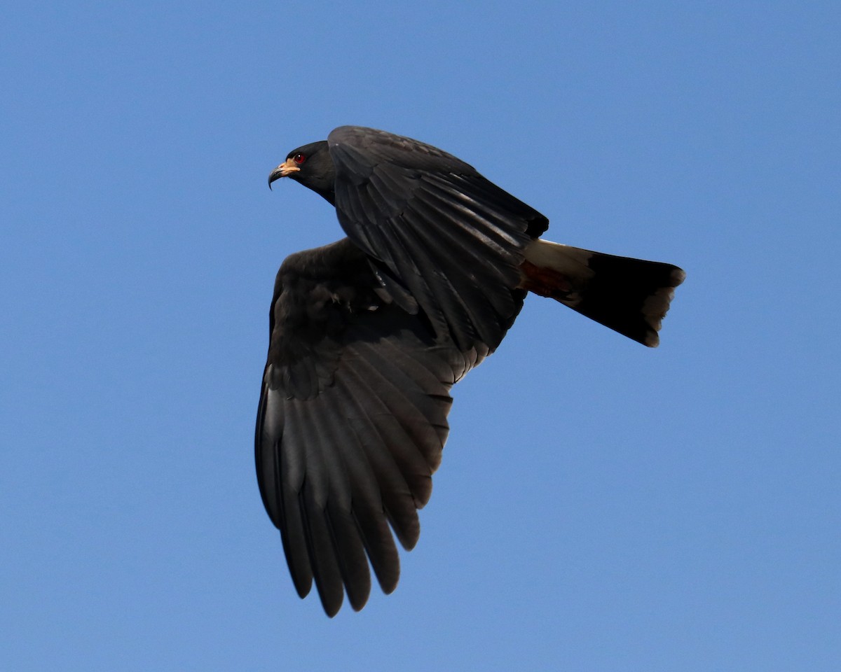 Snail Kite - ML360179021