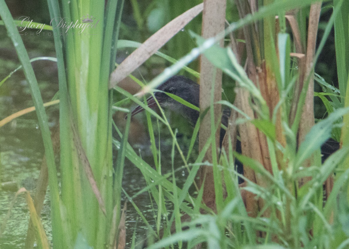 Virginia Rail - ML360180211