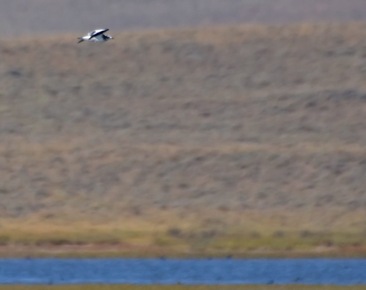 Sabine's Gull - ML36018101