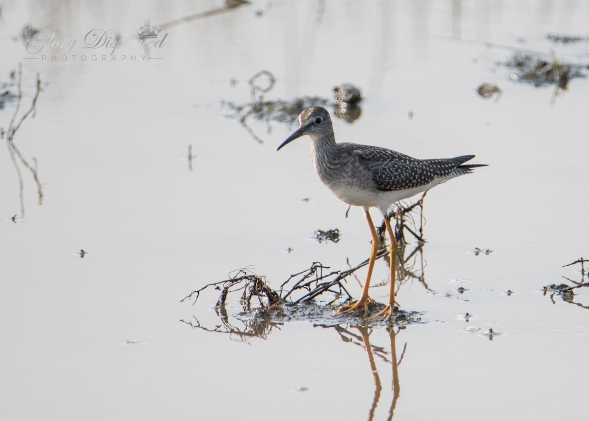 Lesser Yellowlegs - Rachel Justice