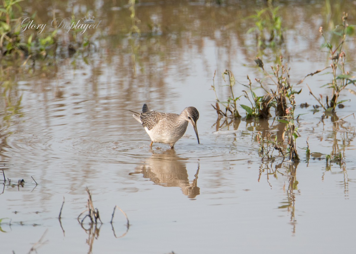 Lesser Yellowlegs - Rachel Justice