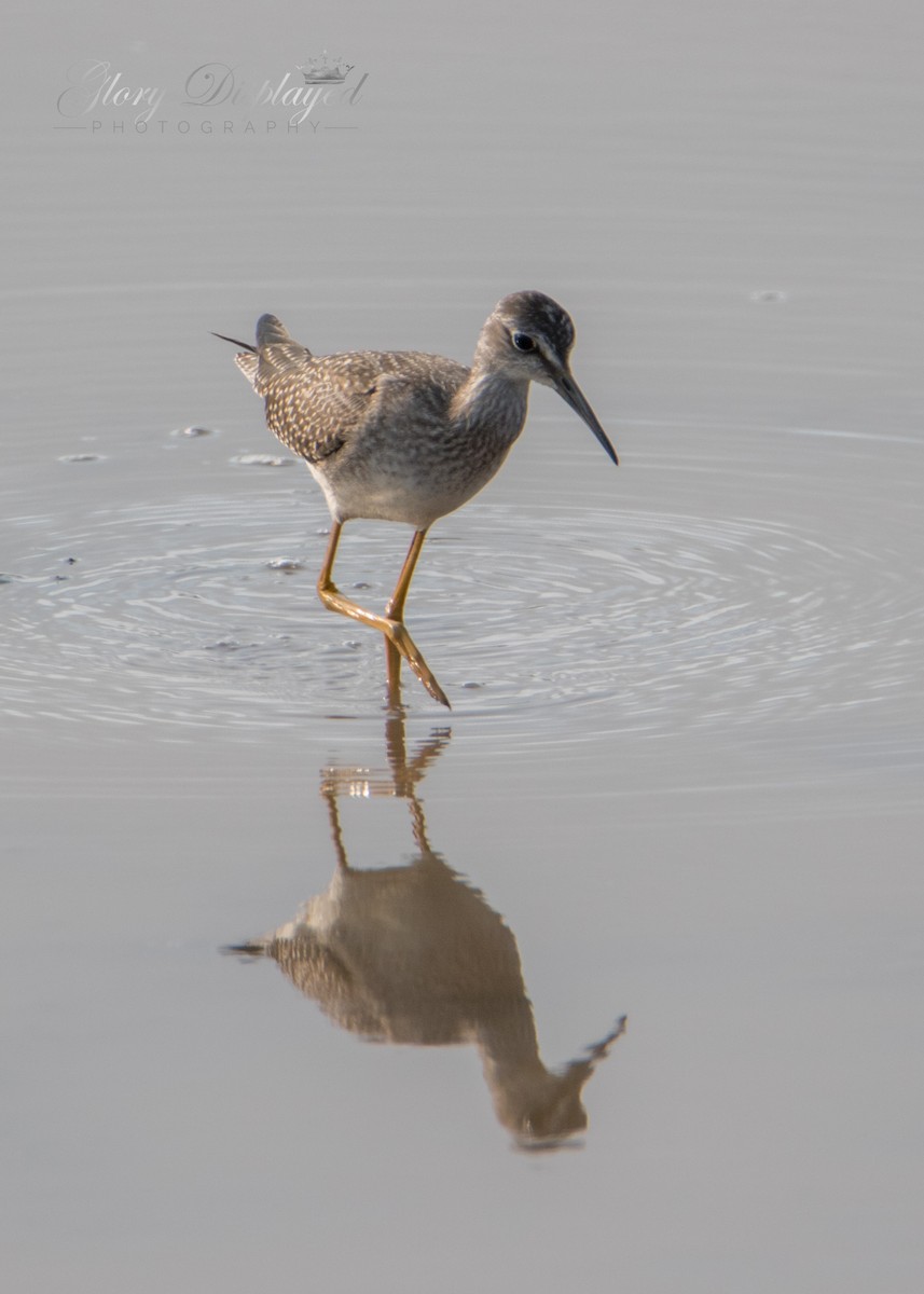 Lesser Yellowlegs - ML360182941