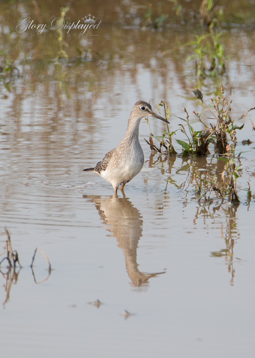 gulbeinsnipe - ML360182981