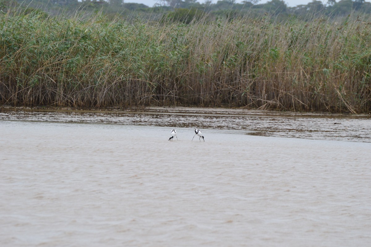 Pied Avocet - ML36018391