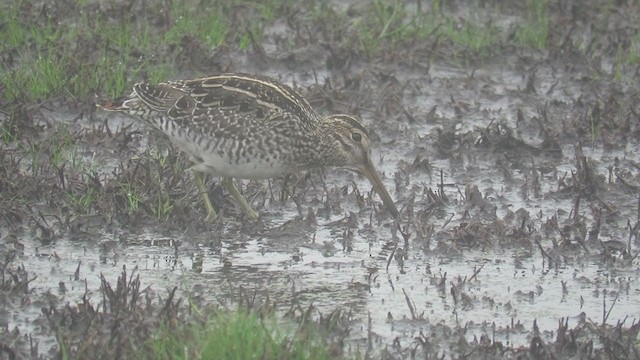 Pantanal Snipe - ML360184221