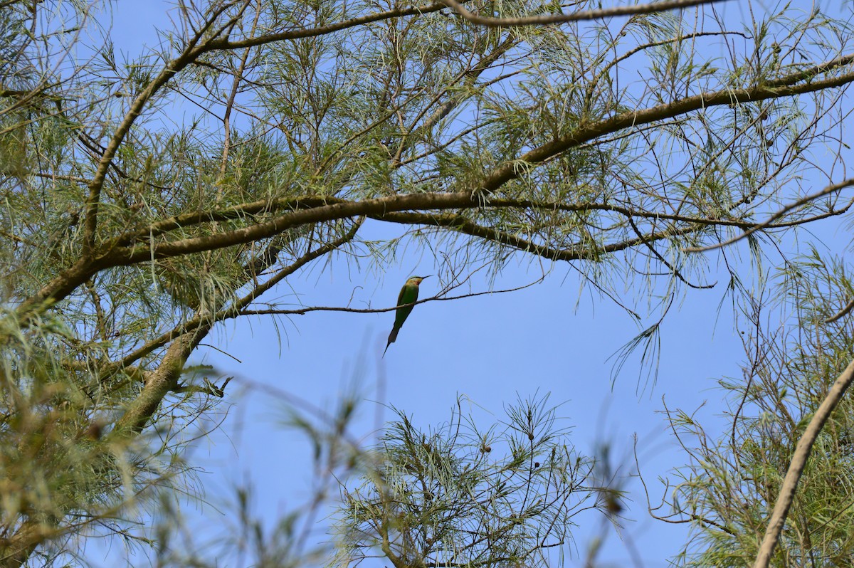 Blue-cheeked Bee-eater - Christopher Gilbert
