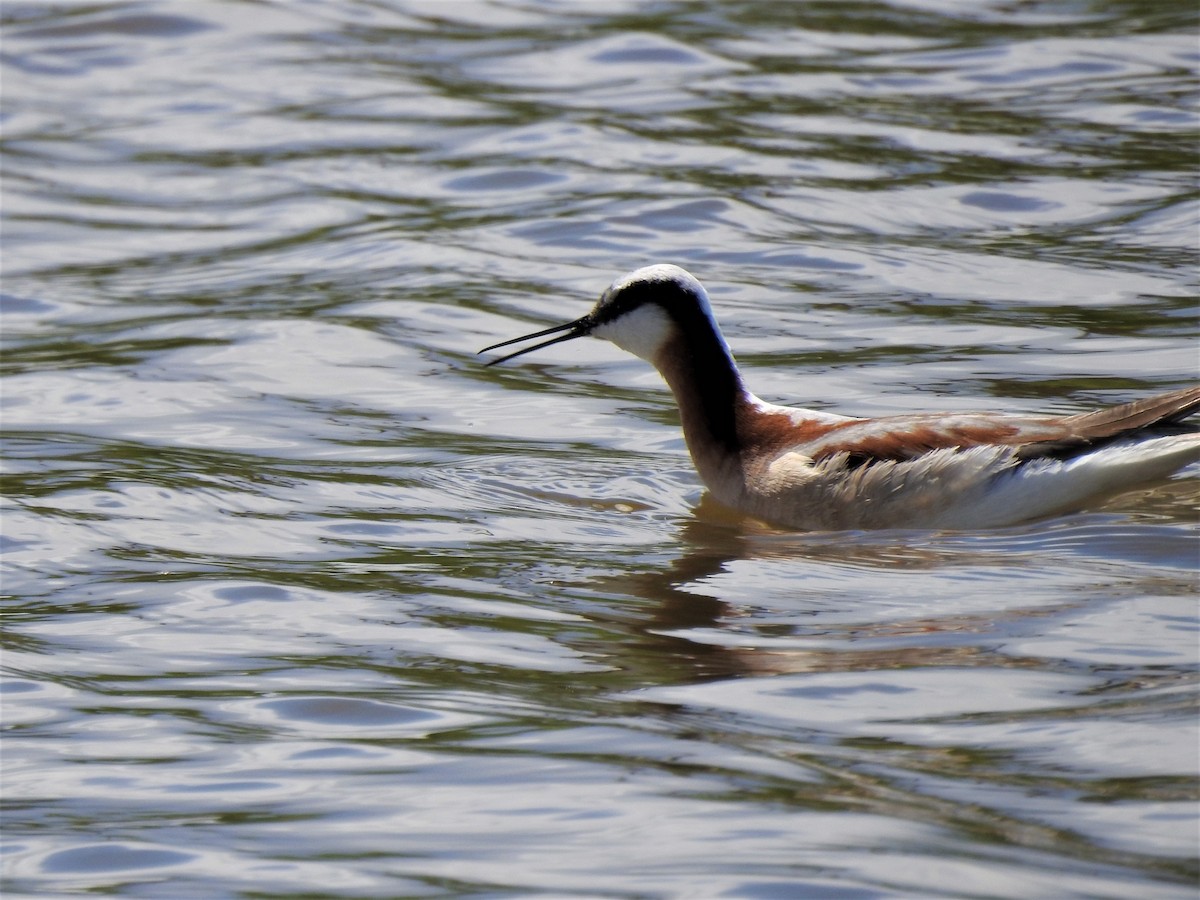 hvithalesvømmesnipe - ML360185591