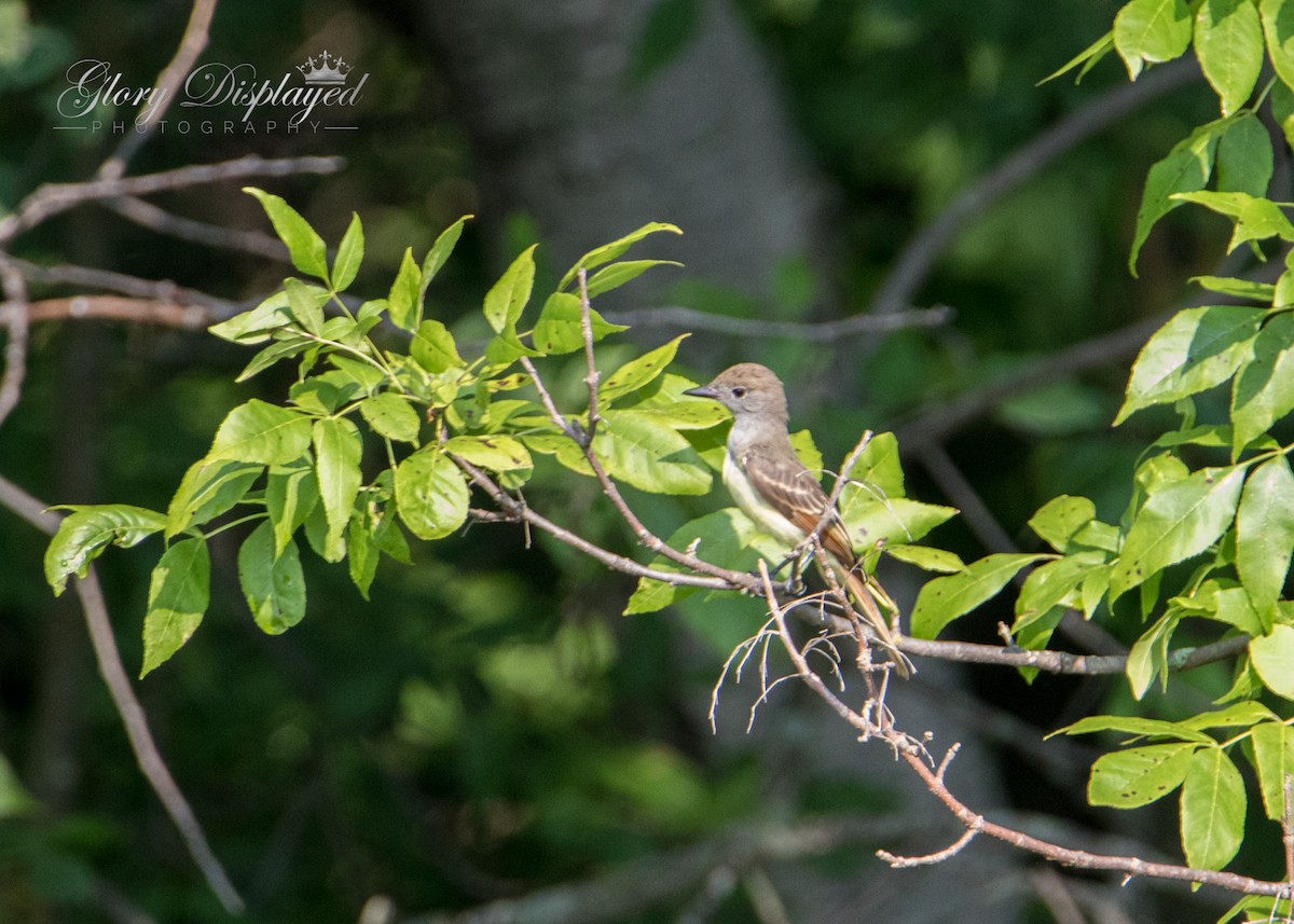 Great Crested Flycatcher - ML360185941