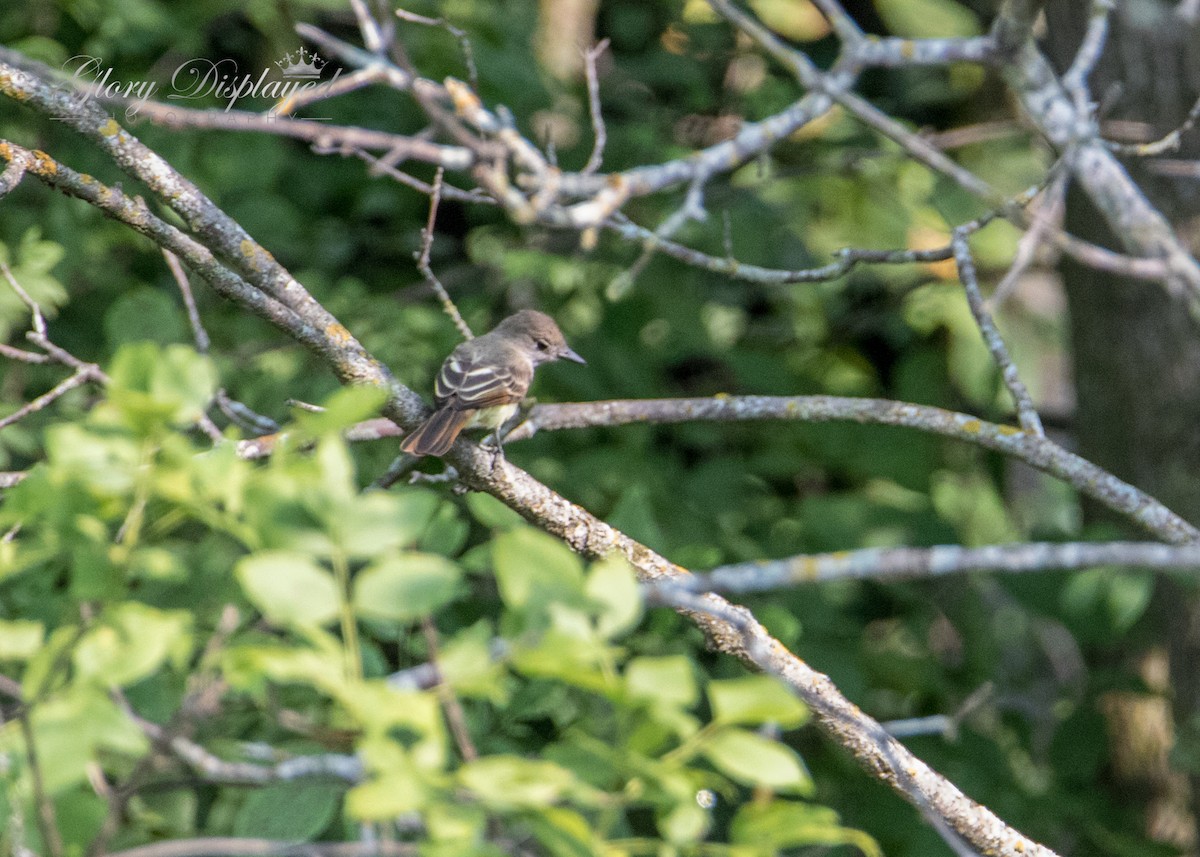 Great Crested Flycatcher - ML360185951