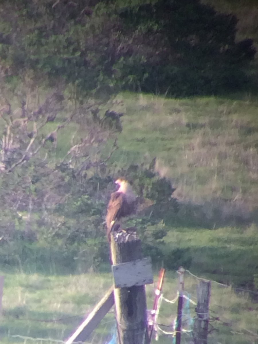 Crested Caracara (Northern) - ML360187251
