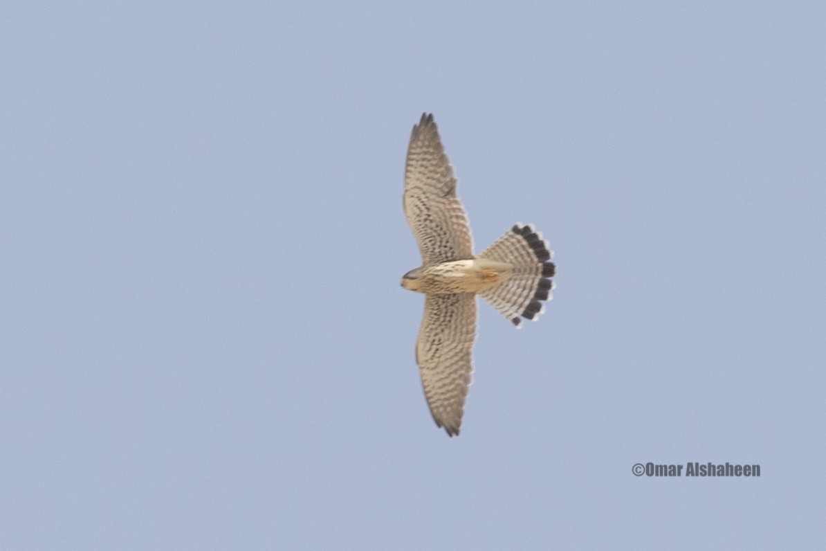 Eurasian Kestrel (Eurasian) - ML36018751