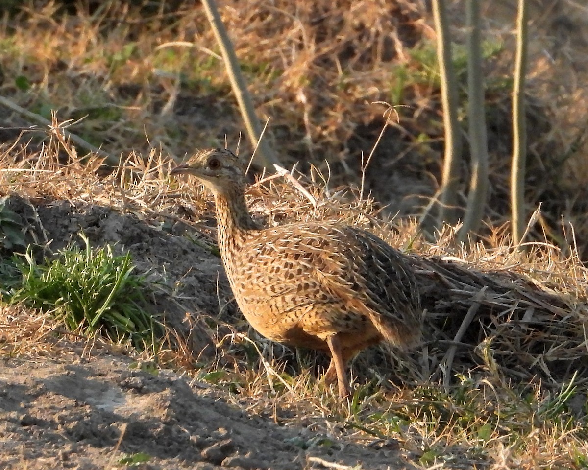 Spotted Nothura - ML360188191