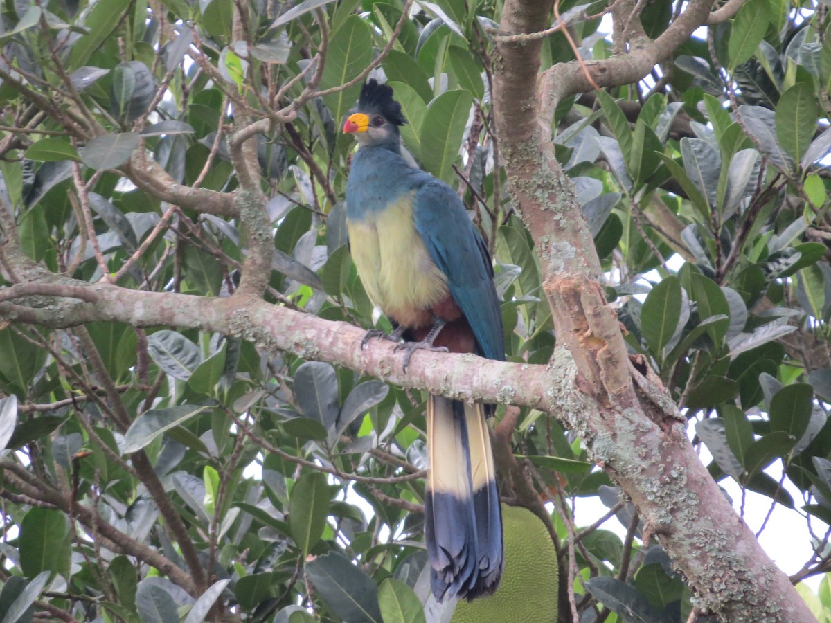 Turaco Gigante - ML360189161