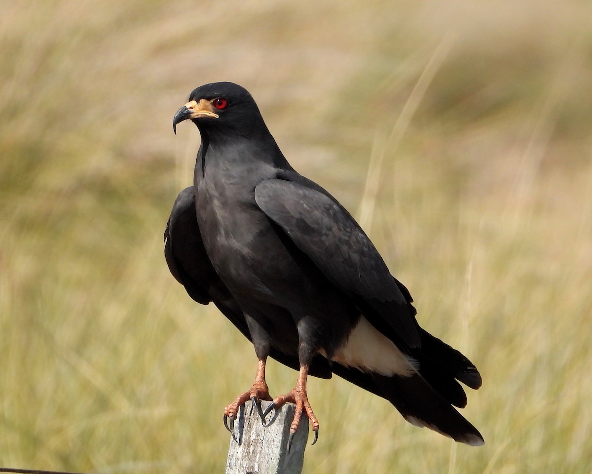 Snail Kite - ML360191141