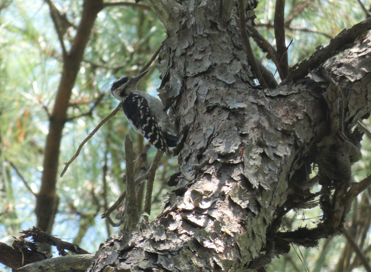 Hairy Woodpecker - ML360192711