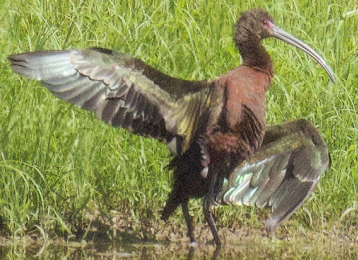 ibis americký - ML360192721