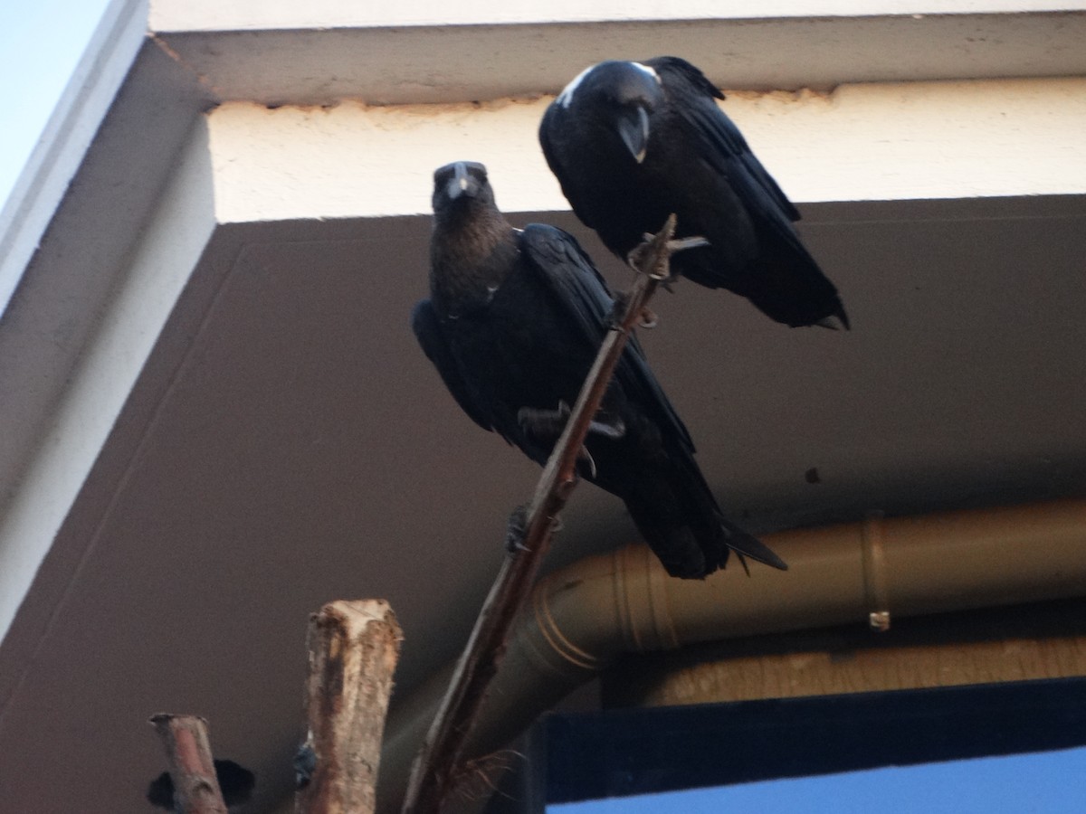 White-necked Raven - ML360193381