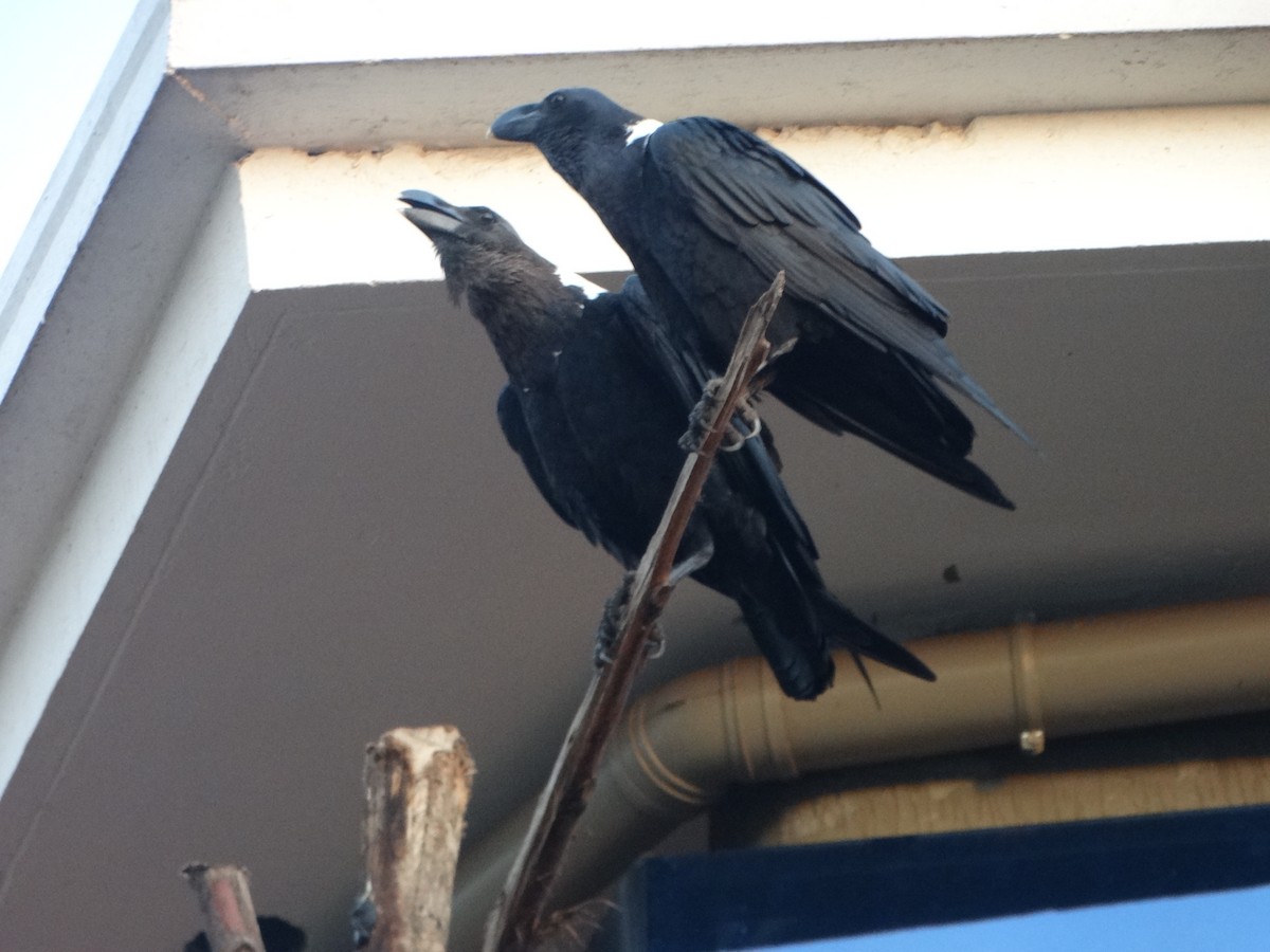 White-necked Raven - ML360193391
