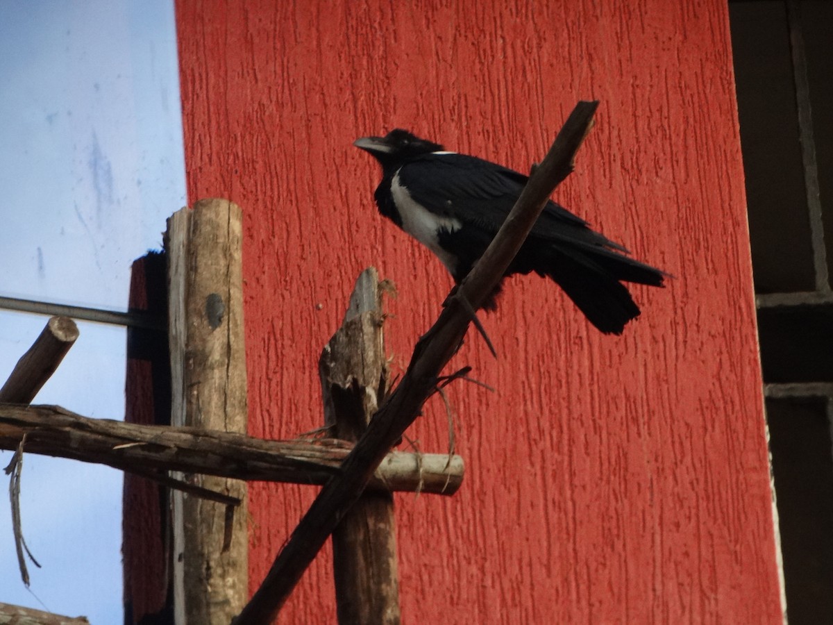 Pied Crow - ML360193591