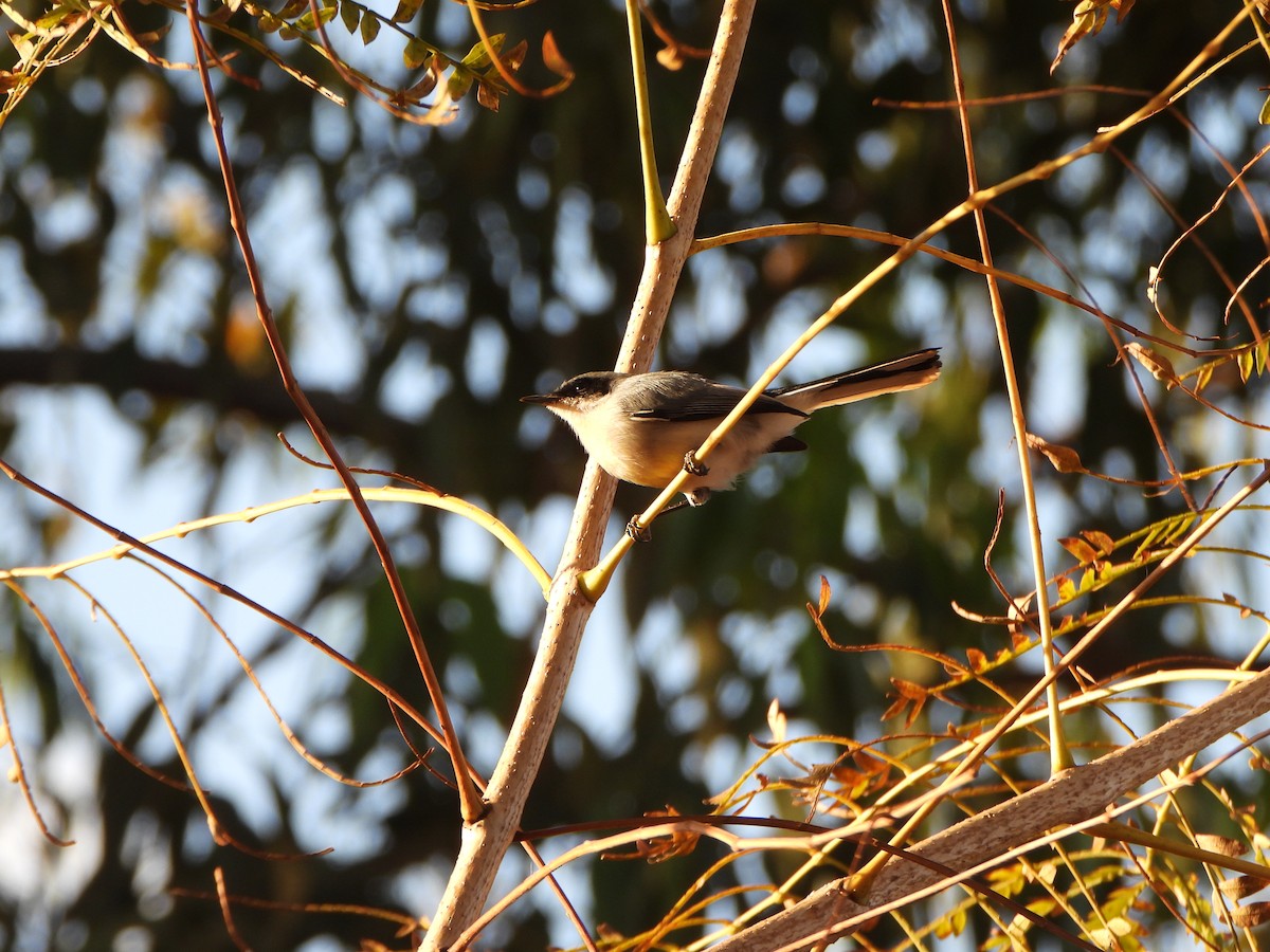 Masked Gnatcatcher - ML360194451