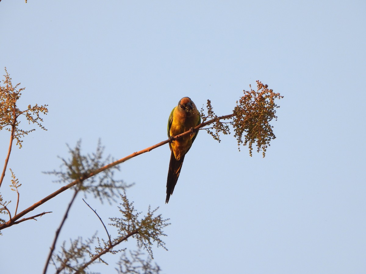 Peach-fronted Parakeet - ML360194481