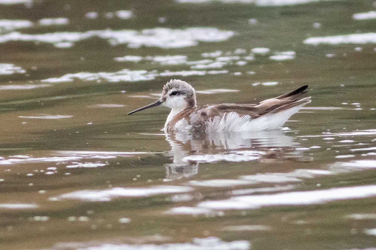 Wilson's Phalarope - ML360195101