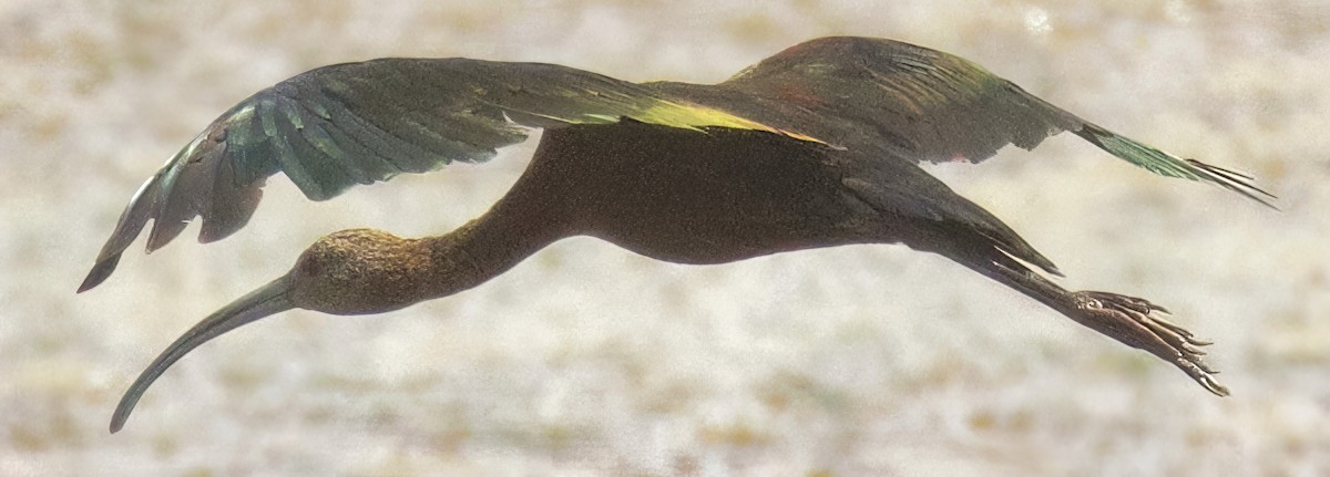 White-faced Ibis - ML360195201