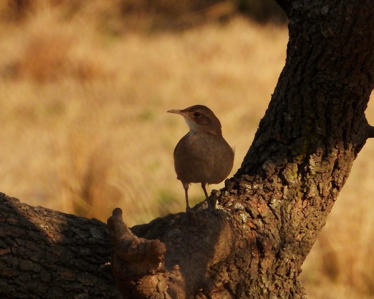 Rufous Hornero - ML360195481