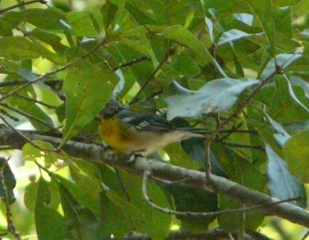 Northern Parula - ML360196201