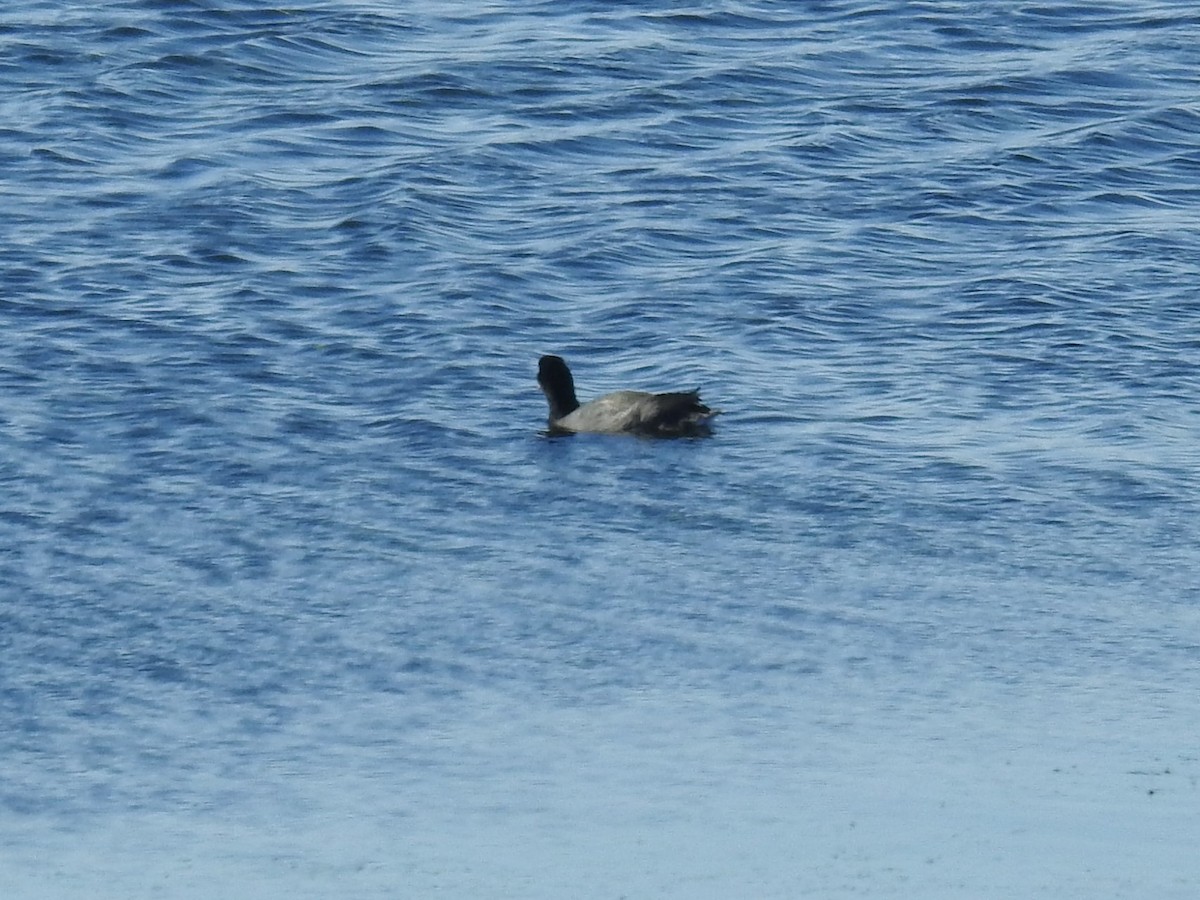 American Coot - ML360196461