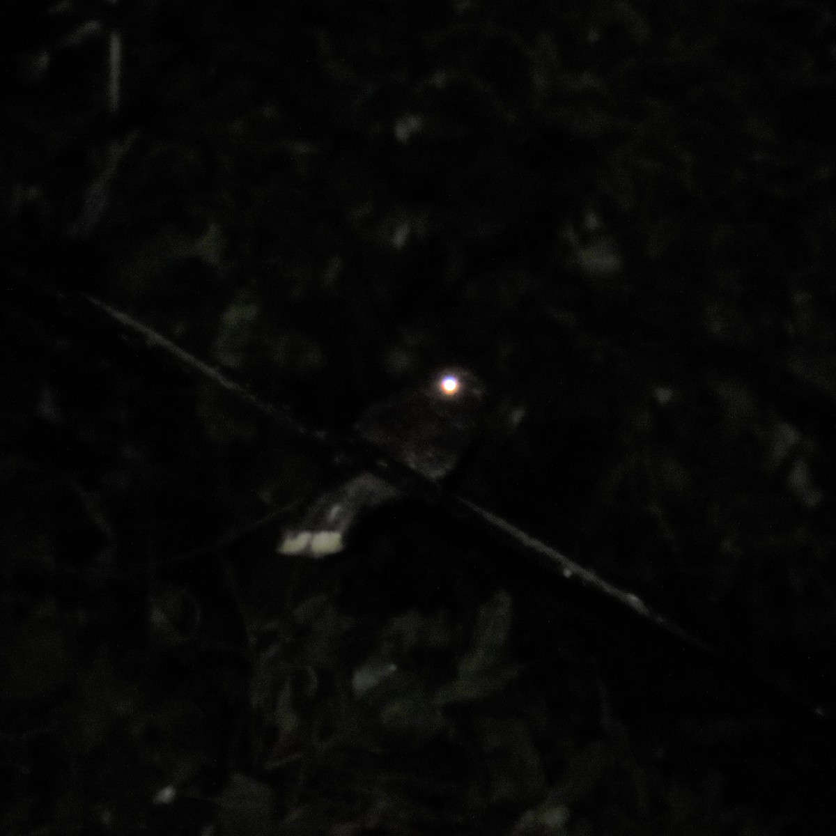 Dusky Nightjar - ML360197121