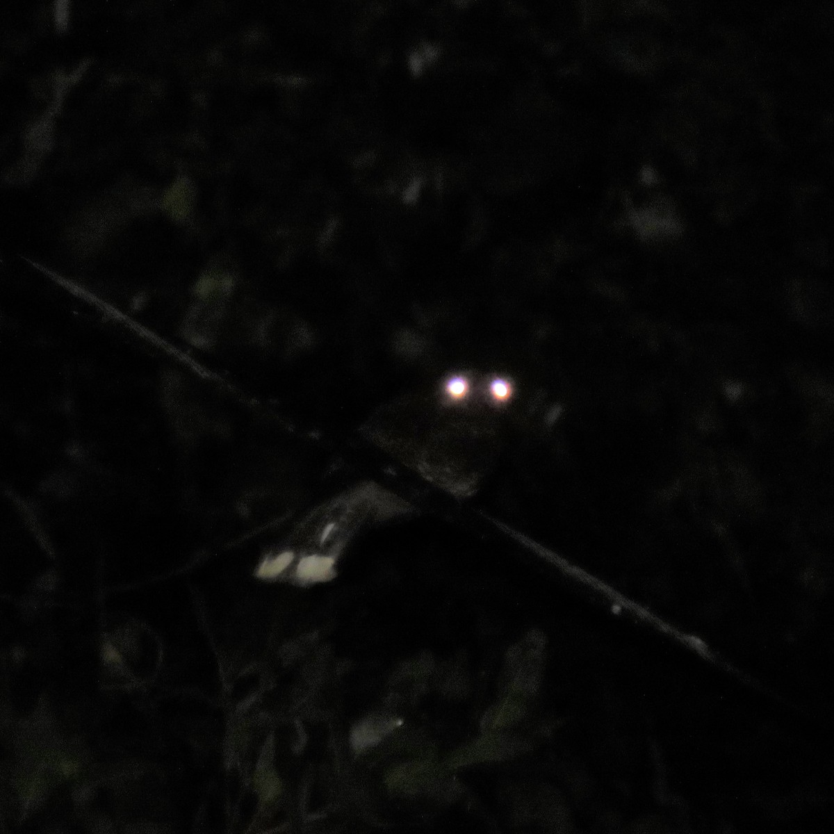 Dusky Nightjar - ML360197131